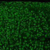 Anti-CtBP1 antibody [N2C2], Internal used in IHC (Whole mount) (IHC-Wm). GTX111229