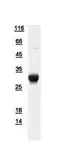 Human APIP protein, His tag. GTX111264-pro