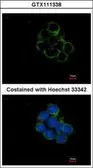 Anti-MEK1 + MEK2 antibody used in Immunocytochemistry/ Immunofluorescence (ICC/IF). GTX111338