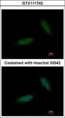 Anti-TBCK antibody [C1C2], Internal used in Immunocytochemistry/ Immunofluorescence (ICC/IF). GTX111742