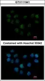 Anti-SMC1B antibody [N1N3] used in Immunocytochemistry/ Immunofluorescence (ICC/IF). GTX111941