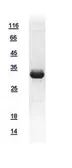 Human AMPK Beta 2 protein, His tag. GTX111992-pro