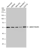 Anti-alpha Tubulin antibody used in Western Blot (WB). GTX112141