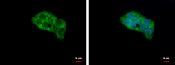Anti-RPL4 antibody used in Immunocytochemistry/ Immunofluorescence (ICC/IF). GTX112184