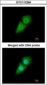 Anti-SRP1 antibody used in Immunocytochemistry/ Immunofluorescence (ICC/IF). GTX112284
