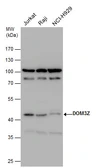 Anti-DOM3Z antibody [N1C1] used in Western Blot (WB). GTX112421