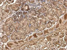 Anti-R-Cadherin antibody used in IHC (Paraffin sections) (IHC-P). GTX112490