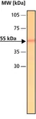 Anti-Tubulin antibody used in Western Blot (WB). GTX11270