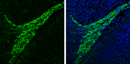 Anti-alpha Synuclein antibody used in IHC (Frozen sections) (IHC-Fr). GTX112799