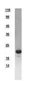 Human Pro-Glucagon protein, His tag. GTX112806-pro