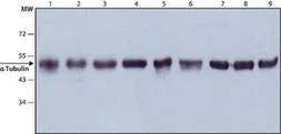 Anti-alpha Tubulin antibody [DM1A] used in Western Blot (WB). GTX11302