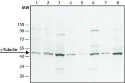 Anti-gamma Tubulin antibody used in Western Blot (WB). GTX11317