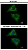 Anti-Dynamin 2 antibody [N1N3] used in Immunocytochemistry/ Immunofluorescence (ICC/IF). GTX113171