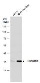 Anti-Fibrillarin antibody used in Western Blot (WB). GTX113684