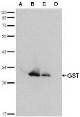 Anti-GST tag antibody (HRP) used in Western Blot (WB). GTX114099