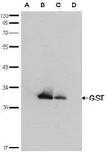 Anti-GST tag antibody (HRP) used in Western Blot (WB). GTX114099