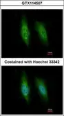 Anti-KIFC3 antibody used in Immunocytochemistry/ Immunofluorescence (ICC/IF). GTX114507