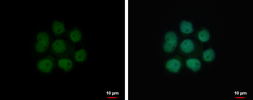 Anti-NFIA antibody used in Immunocytochemistry/ Immunofluorescence (ICC/IF). GTX114580