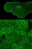 Anti-RPL9 antibody used in IHC (Whole mount) (IHC-Wm). GTX114728