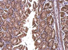 Anti-TRA2B antibody used in IHC (Paraffin sections) (IHC-P). GTX114752