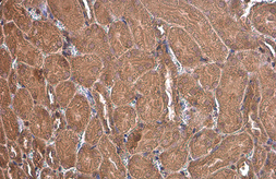 Anti-PEX19 antibody used in IHC (Paraffin sections) (IHC-P). GTX114959