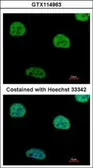 Anti-RIP / Rab antibody used in Immunocytochemistry/ Immunofluorescence (ICC/IF). GTX114963