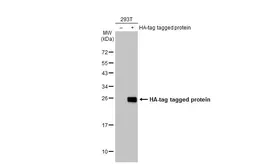 Anti-HA tag antibody (HRP) used in Western Blot (WB). GTX115044-01
