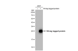 Anti-HA tag antibody (HRP) used in Western Blot (WB). GTX115044-01