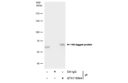 Anti-HA tag antibody used in Immunoprecipitation (IP). GTX115044
