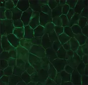 Anti-E-Cadherin antibody [DECMA-1] used in Immunocytochemistry/ Immunofluorescence (ICC/IF). GTX11512