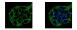 Anti-Vinexin antibody [N3C2], Internal used in Immunocytochemistry/ Immunofluorescence (ICC/IF). GTX115362