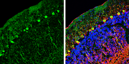 Anti-NCKAP1 antibody [N1N2], N-term used in IHC (Frozen sections) (IHC-Fr). GTX115481