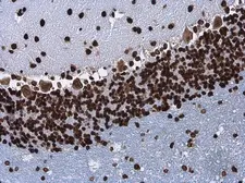 Anti-Histone H3.3B antibody used in IHC (Paraffin sections) (IHC-P). GTX115549