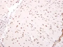 Anti-NARF antibody [N3C2], Internal used in IHC (Paraffin sections) (IHC-P). GTX115821