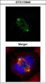Anti-GCP4 antibody used in Immunocytochemistry/ Immunofluorescence (ICC/IF). GTX115949