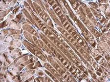 Anti-DNALI1 antibody used in IHC (Paraffin sections) (IHC-P). GTX116217