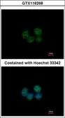 Anti-SOHLH2 antibody [N1C1] used in Immunocytochemistry/ Immunofluorescence (ICC/IF). GTX116268