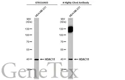 Anti-HDAC11 antibody used in Western Blot (WB). GTX116403