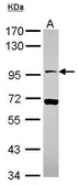 Anti-NLGN4X antibody [N1N3] used in Western Blot (WB). GTX116674