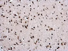 Anti-PTBP2 antibody [C1C3] used in IHC (Paraffin sections) (IHC-P). GTX116703