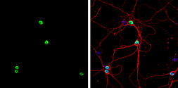 Anti-PTBP2 antibody used in Immunocytochemistry/ Immunofluorescence (ICC/IF). GTX116704