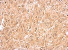 Anti-RIN2 antibody used in IHC (Paraffin sections) (IHC-P). GTX117153