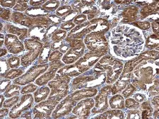 Anti-RIN2 antibody used in IHC (Paraffin sections) (IHC-P). GTX117153