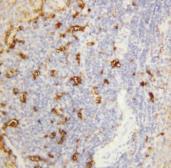 Anti-Amylase antibody used in IHC (Paraffin sections) (IHC-P). GTX11728