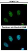 Anti-CDYL antibody used in Immunocytochemistry/ Immunofluorescence (ICC/IF). GTX117708