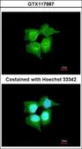Anti-C9orf86 antibody [N1N3] used in Immunocytochemistry/ Immunofluorescence (ICC/IF). GTX117887