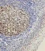 Anti-BOB1 antibody used in IHC (Paraffin sections) (IHC-P). GTX11807