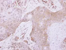 Anti-TXNL2 antibody [N2C3] used in IHC (Paraffin sections) (IHC-P). GTX118339