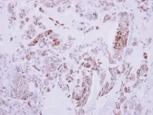 Anti-DRG2 antibody used in IHC (Paraffin sections) (IHC-P). GTX118599