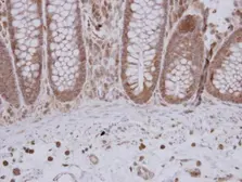 Anti-GTPBP9 antibody [N1C1] used in IHC (Paraffin sections) (IHC-P). GTX118604